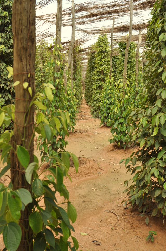 Plantation de poivre
